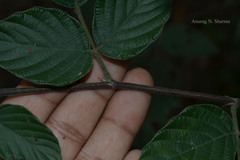 Desmodium pulchellum
